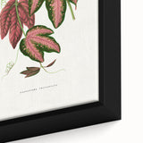 Romanticism Art - Passiflora Trifasciata Leaf Illustration
