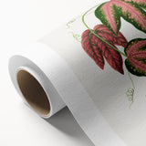 Romanticism Art - Passiflora Trifasciata Leaf Illustration