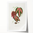 Romanticism Art - Passiflora Trifasciata Leaf Illustration