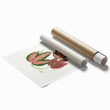 Romanticism Art - Passiflora Trifasciata Leaf Illustration