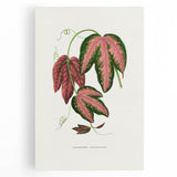 Romanticism Art - Passiflora Trifasciata Leaf Illustration
