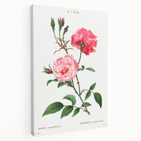 Neoclassical Art Print: Ever-blowing Rose by Redouté - Classic Floral Art