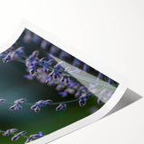 Extra large wall art featuring line art flowers in pastel shades on a rolled print, suitable for large living room decor.