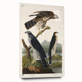 Romanticism Art: Goshawks and Stanley Hawks - Historical Romantic Canvas