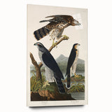 Romanticism Art: Goshawks and Stanley Hawks - Historical Romantic Canvas