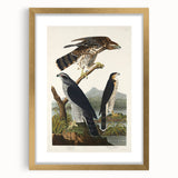 Romanticism Art: Goshawks and Stanley Hawks - Historical Romantic Canvas