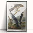 Romanticism Art: Goshawks and Stanley Hawks - Historical Romantic Canvas