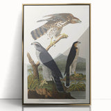 Romanticism Art: Goshawks and Stanley Hawks - Historical Romantic Canvas