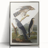 Romanticism Art: Goshawks and Stanley Hawks - Historical Romantic Canvas