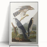 Romanticism Art: Goshawks and Stanley Hawks - Historical Romantic Canvas