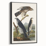 Romanticism Art: Goshawks and Stanley Hawks - Historical Romantic Canvas