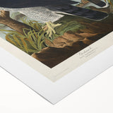 Romanticism Art: Goshawks and Stanley Hawks - Historical Romantic Canvas