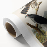 Romanticism Art: Goshawks and Stanley Hawks - Historical Romantic Canvas