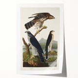 Romanticism Art: Goshawks and Stanley Hawks - Historical Romantic Canvas