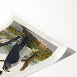 Romanticism Art: Goshawks and Stanley Hawks - Historical Romantic Canvas