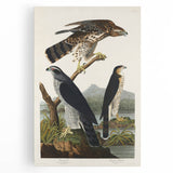 Romanticism Art: Goshawks and Stanley Hawks - Historical Romantic Canvas