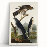 Romanticism Art: Goshawks and Stanley Hawks - Historical Romantic Canvas