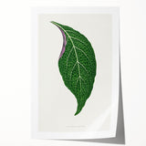 Romanticism Art: Green Adelaster Leaf - Historical Romantic Print