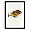 Romanticism Art: Wedge-Tailed Eagle - Famous Romantic Wildlife Print