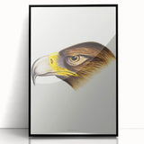 Romanticism Art: Wedge-Tailed Eagle - Famous Romantic Wildlife Print