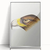 Romanticism Art: Wedge-Tailed Eagle - Famous Romantic Wildlife Print