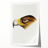 Romanticism Art: Wedge-Tailed Eagle - Famous Romantic Wildlife Print