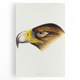 Romanticism Art: Wedge-Tailed Eagle - Famous Romantic Wildlife Print