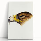 Romanticism Art: Wedge-Tailed Eagle - Famous Romantic Wildlife Print