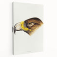 Romanticism Art: Wedge-Tailed Eagle - Famous Romantic Wildlife Print
