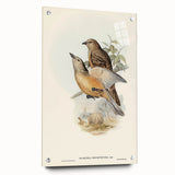 Romanticism Art: Fawn-Breasted Bowerbird - Historical Nature Print