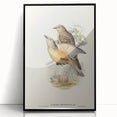 Romanticism Art: Fawn-Breasted Bowerbird - Historical Nature Print