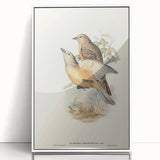 Romanticism Art: Fawn-Breasted Bowerbird - Historical Nature Print