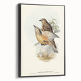 Romanticism Art: Fawn-Breasted Bowerbird - Historical Nature Print