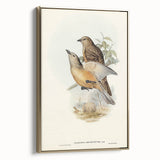 Romanticism Art: Fawn-Breasted Bowerbird - Historical Nature Print