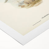 Romanticism Art: Fawn-Breasted Bowerbird - Historical Nature Print