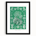 Modern Wall Art - Botanical Thuroidea Print for Unique Nature-Inspired Decor