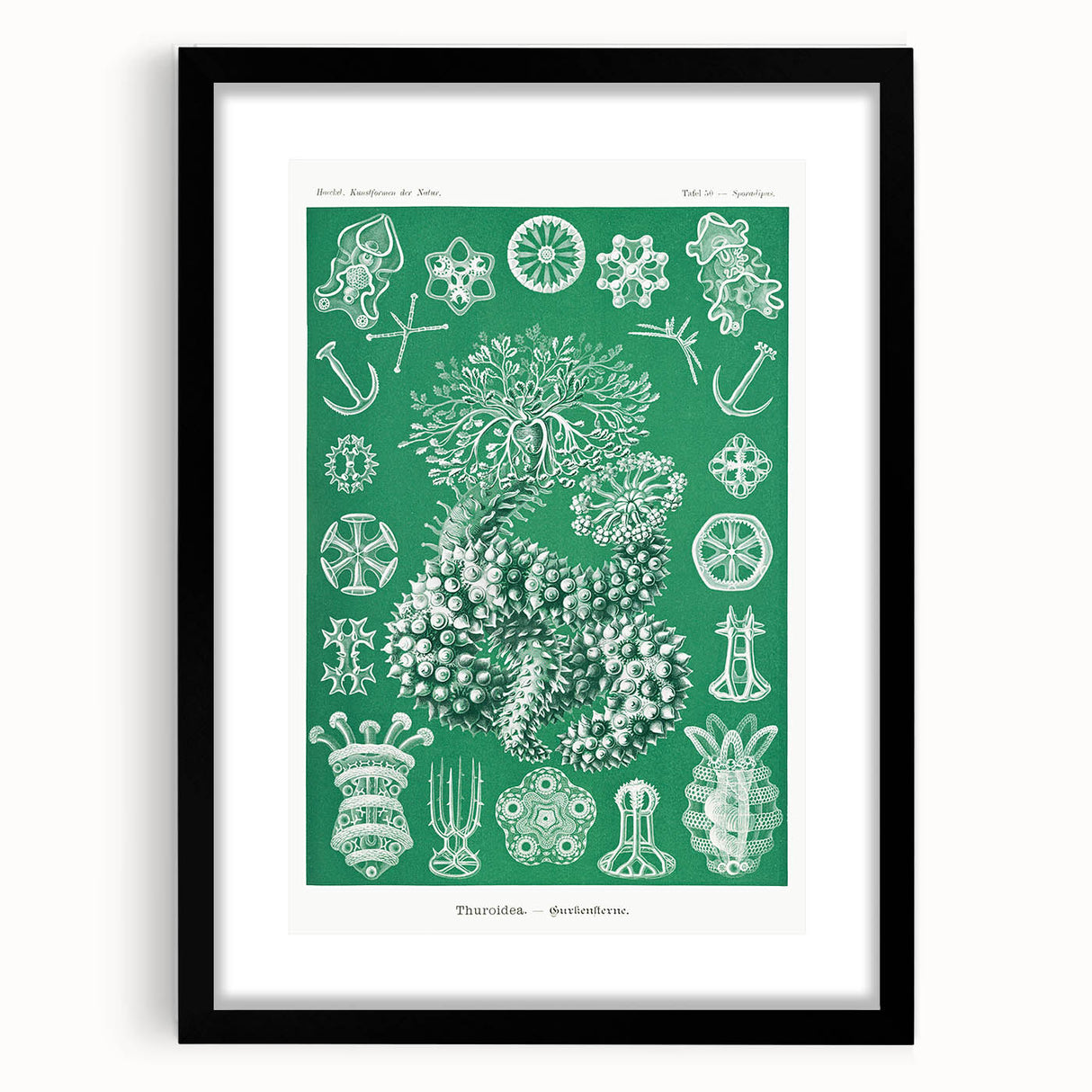 Modern Wall Art - Botanical Thuroidea Print for Unique Nature-Inspired Decor