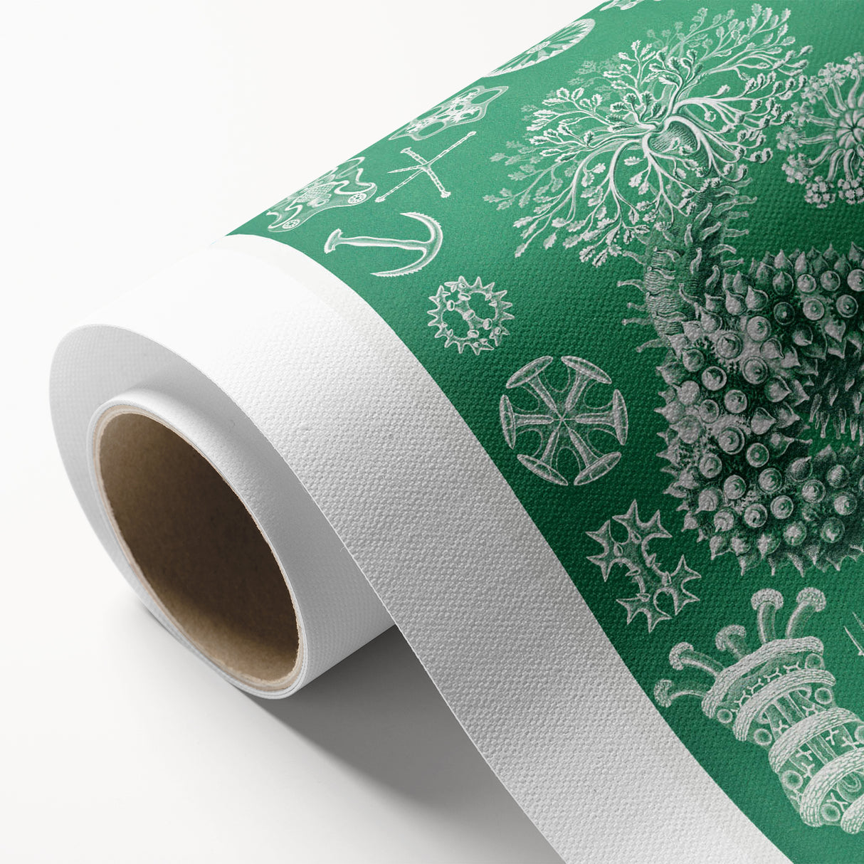Modern Wall Art - Botanical Thuroidea Print for Unique Nature-Inspired Decor