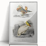 Romanticism Art: Ornithological Study - Classic Bird Illustration