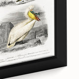 Romanticism Art: Ornithological Study - Classic Bird Illustration