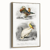 Romanticism Art: Ornithological Study - Classic Bird Illustration