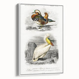Romanticism Art: Ornithological Study - Classic Bird Illustration
