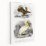 Romanticism Art: Ornithological Study - Classic Bird Illustration