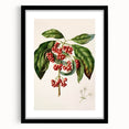 Antique Botanical Print - Coprosma australis by Sarah Featon Canvas