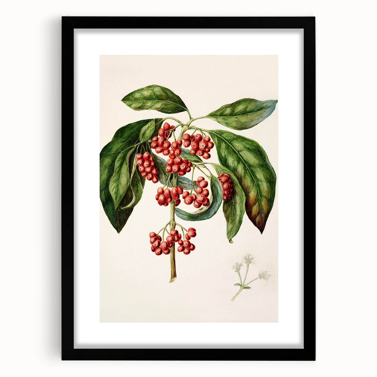 Antique Botanical Print - Coprosma australis by Sarah Featon Canvas
