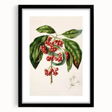 Antique Botanical Print - Coprosma australis by Sarah Featon Canvas