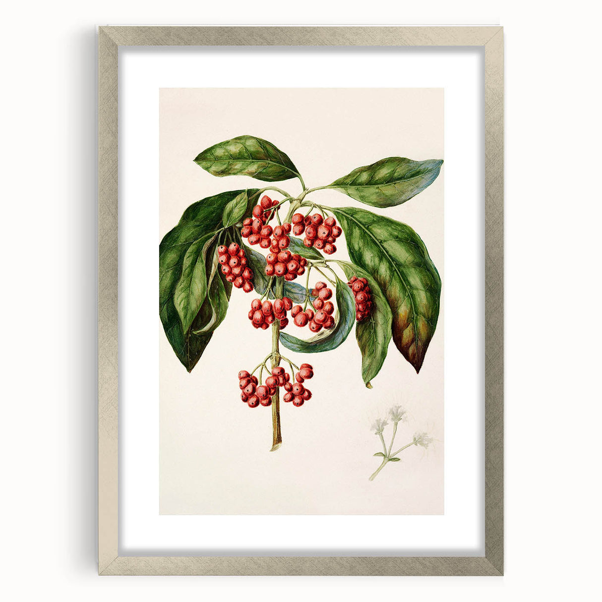Antique Botanical Print - Coprosma australis by Sarah Featon Canvas