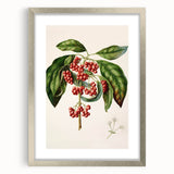 Antique Botanical Print - Coprosma australis by Sarah Featon Canvas