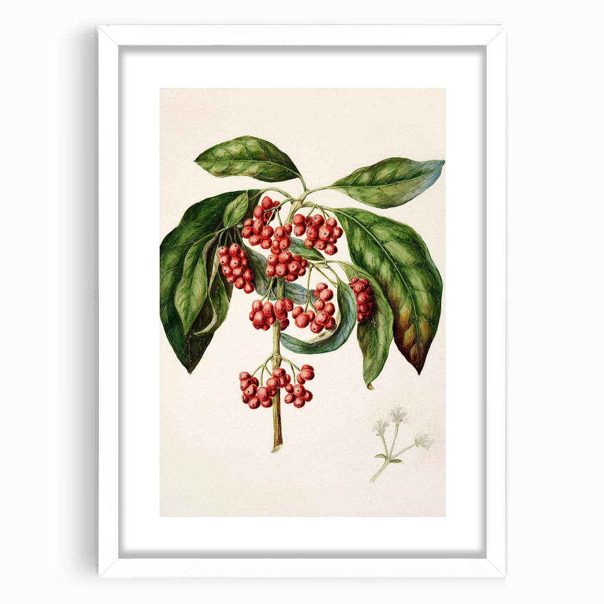 Antique Botanical Print - Coprosma australis by Sarah Featon Canvas