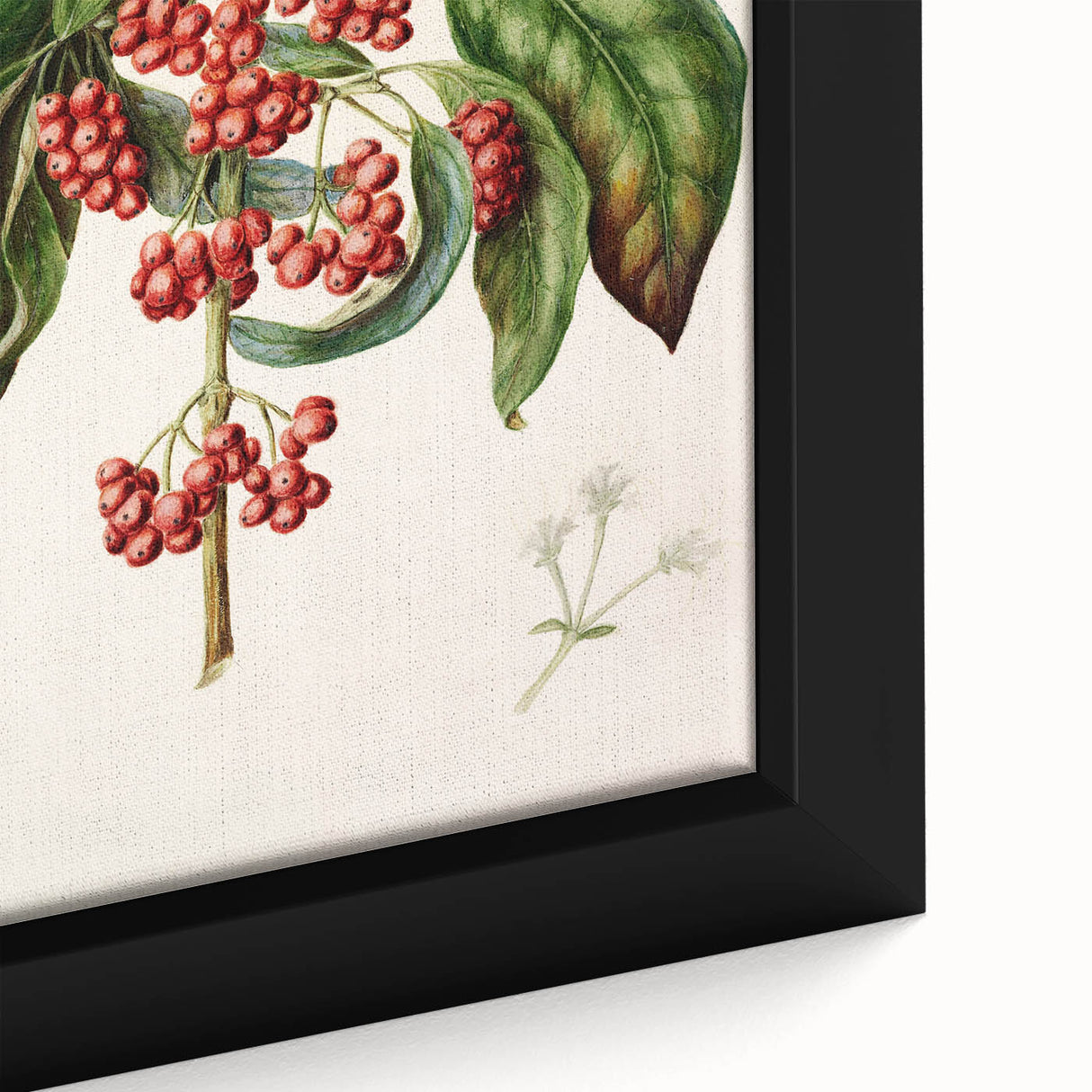 Antique Botanical Print - Coprosma australis by Sarah Featon Canvas